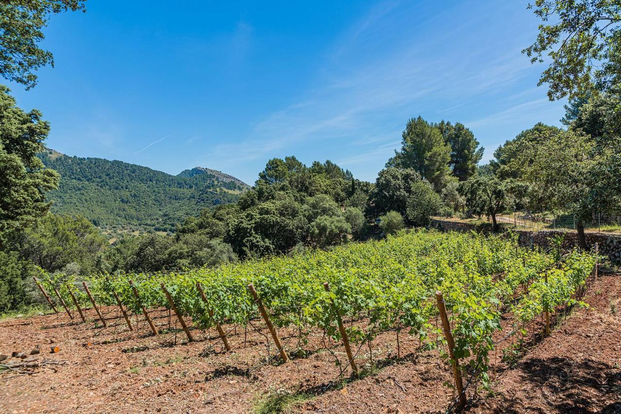 Vila Picassa Pollença Exteriér fotografie